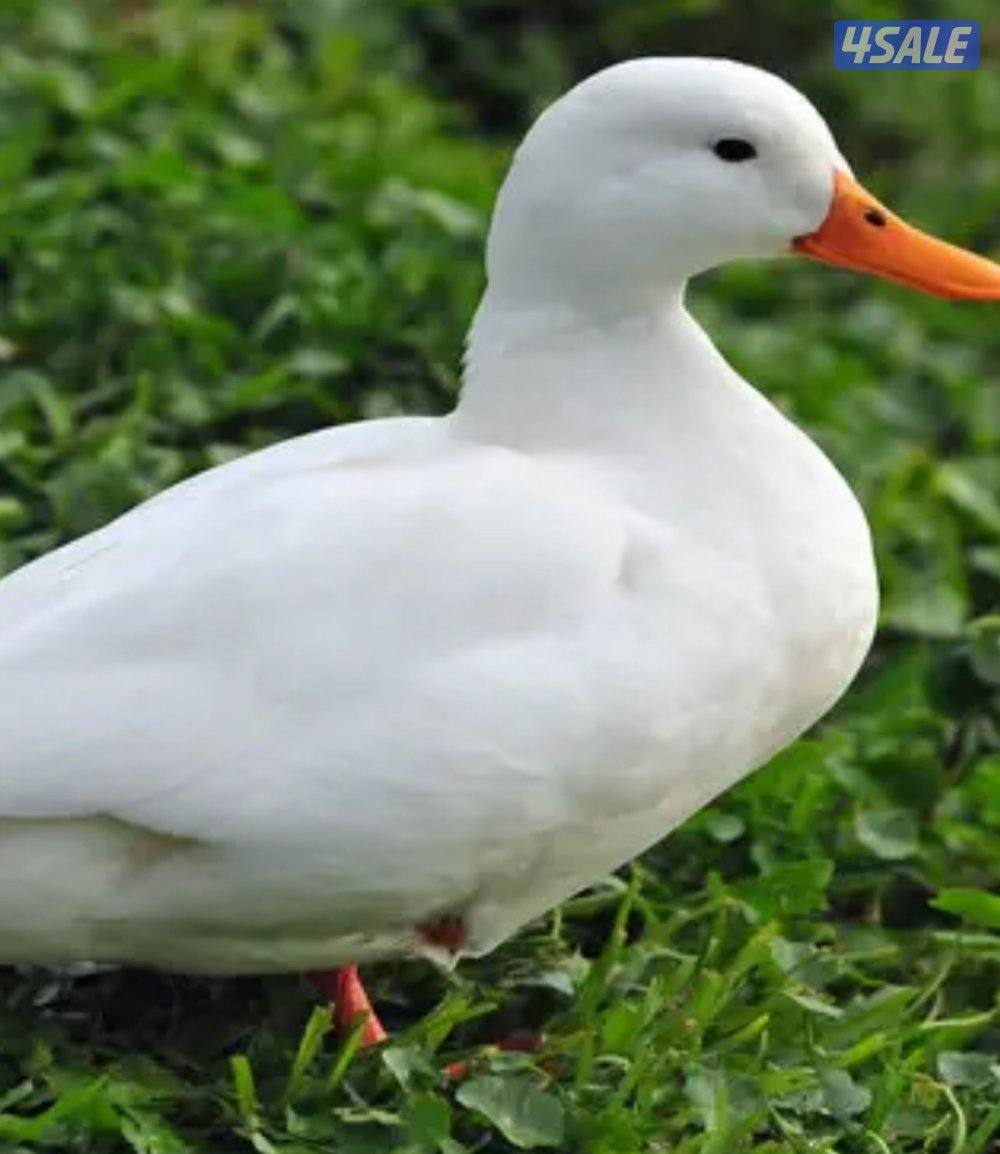 مطلوب بط فرنسي شهرين الى 3 شهور فروخ لذبح وفروخ حمام لاحم او زاجل0