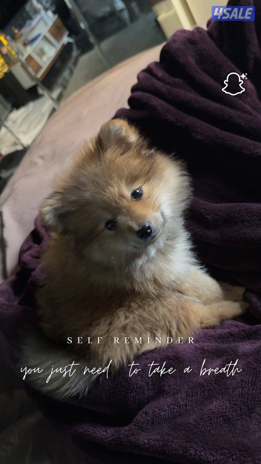 للبيع كلب من فئه بومرينان0