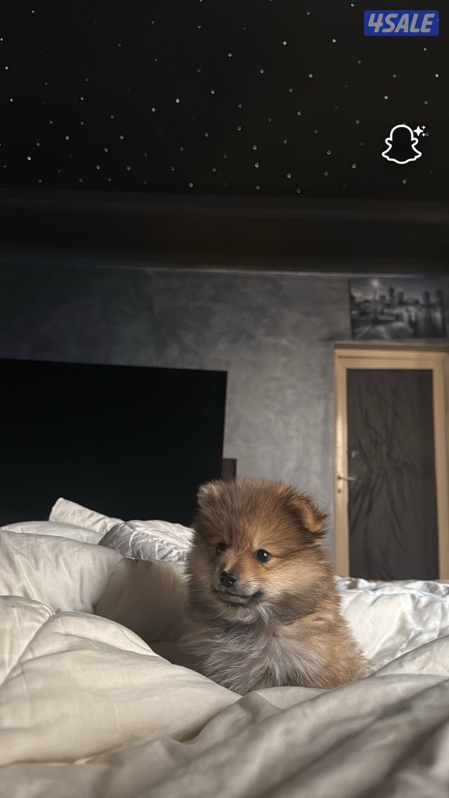 للبيع كلب من فئه بومرينان1