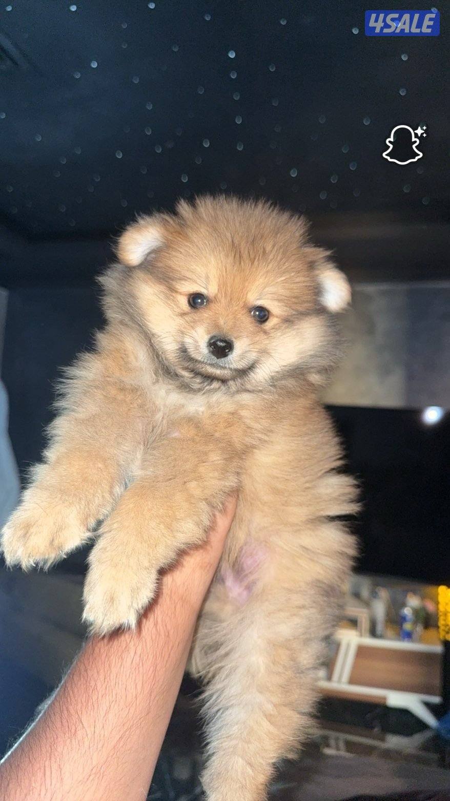 للبيع كلب من فئه بومرينان2