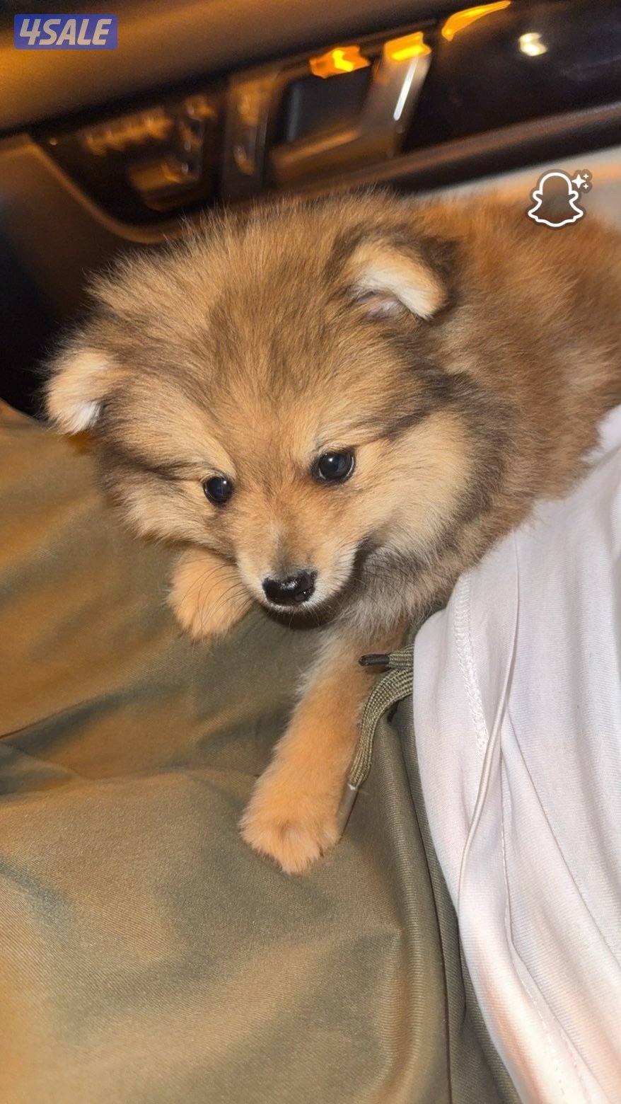 للبيع كلب من فئه بومرينان4