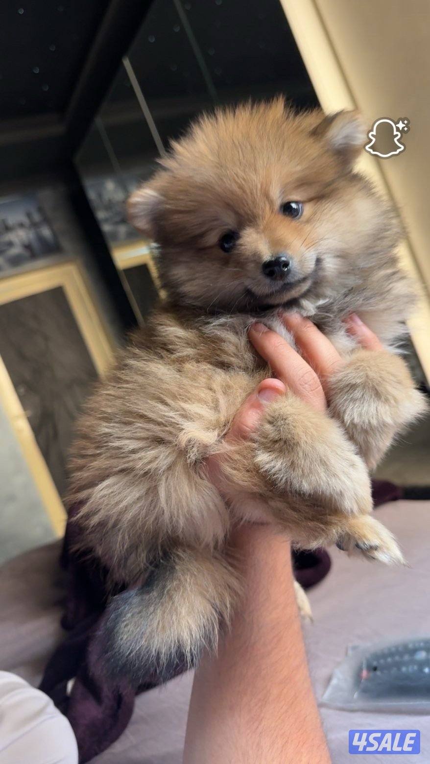 للبيع كلب من فئه بومرينان3