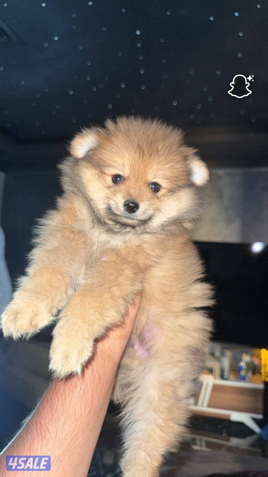 للبيع كلب من فئه بومرينان5