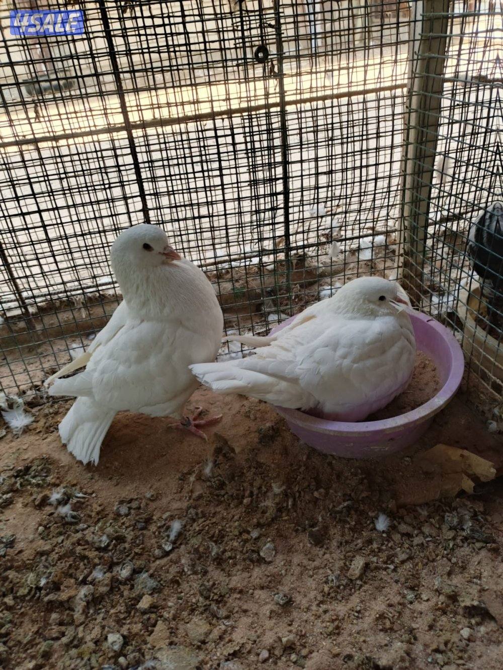 اللي يبي ازواج كنج0