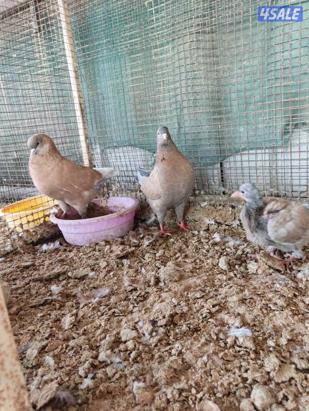 اللي يبي ازواج كنج1