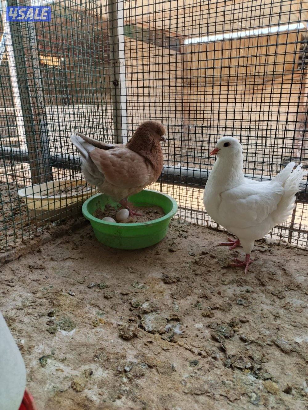 اللي يبي ازواج كنج2