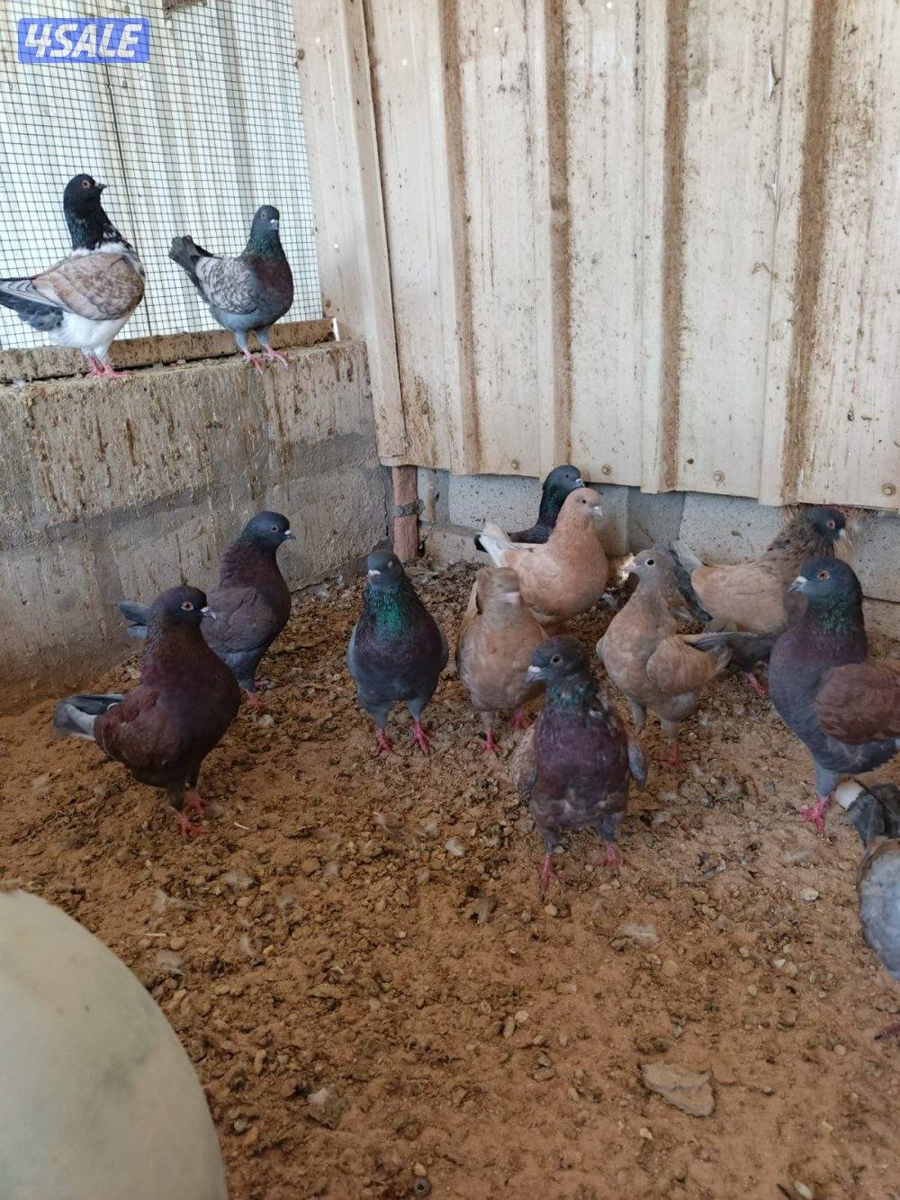 اللي يبي ازواج كنج3