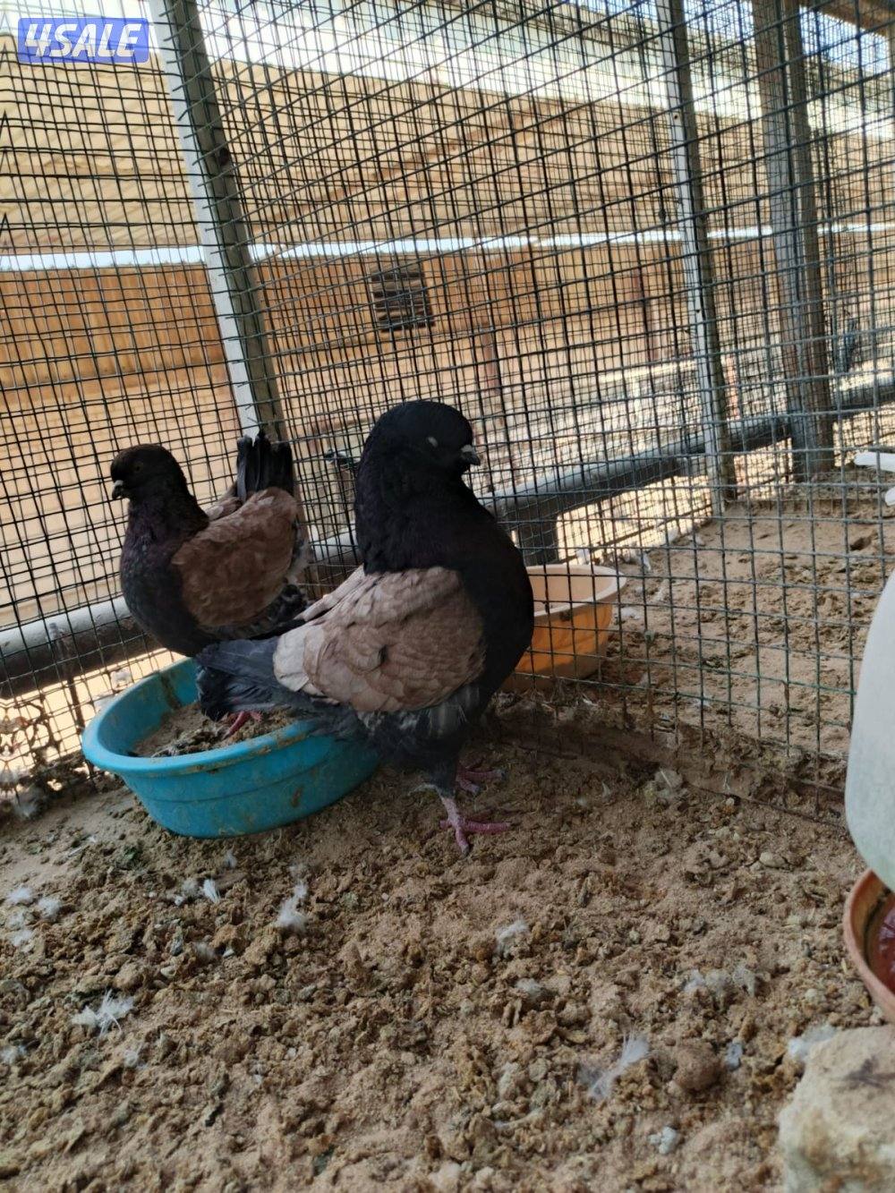 اللي يبي ازواج كنج4