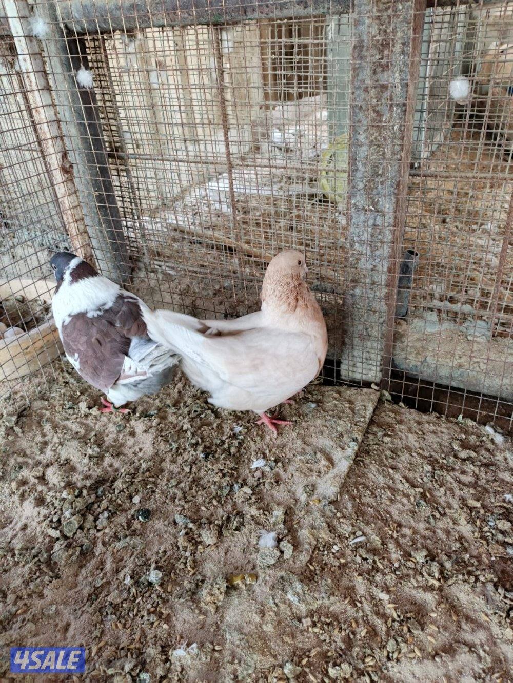 اللي يبي ازواج كنج5