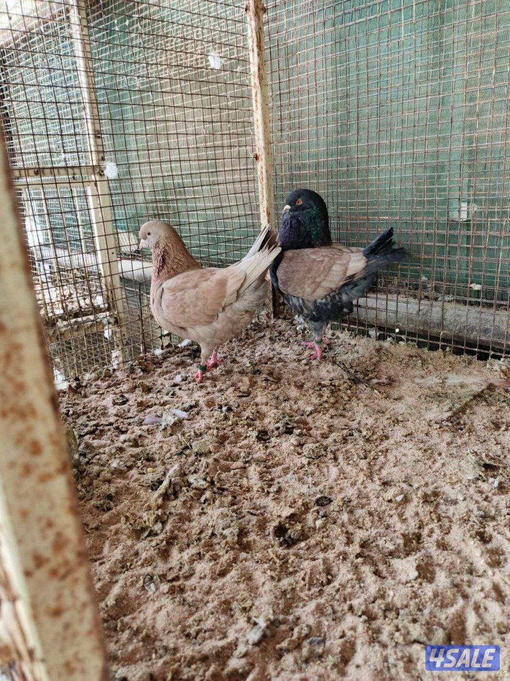 اللي يبي ازواج كنج6