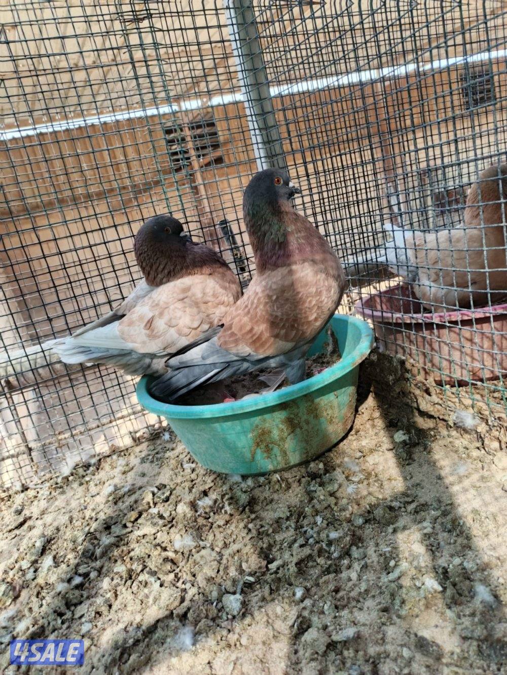 اللي يبي ازواج كنج7