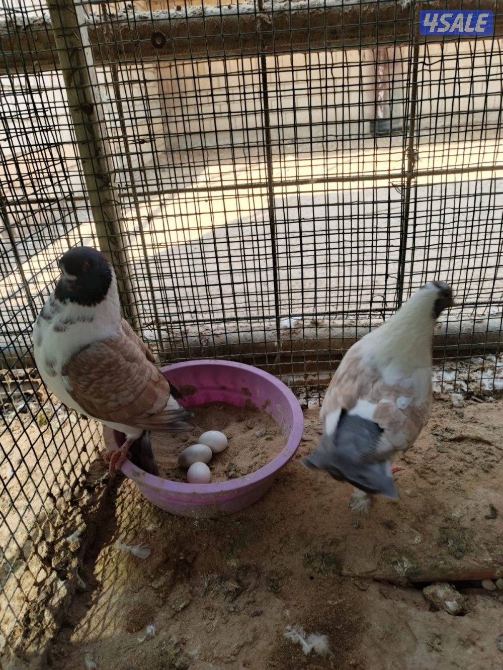 اللي يبي ازواج كنج8