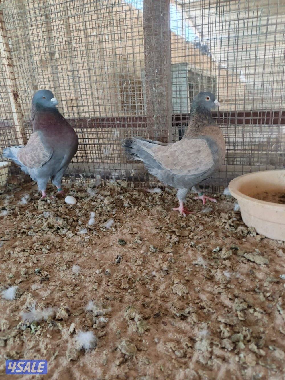 اللي يبي ازواج كنج9