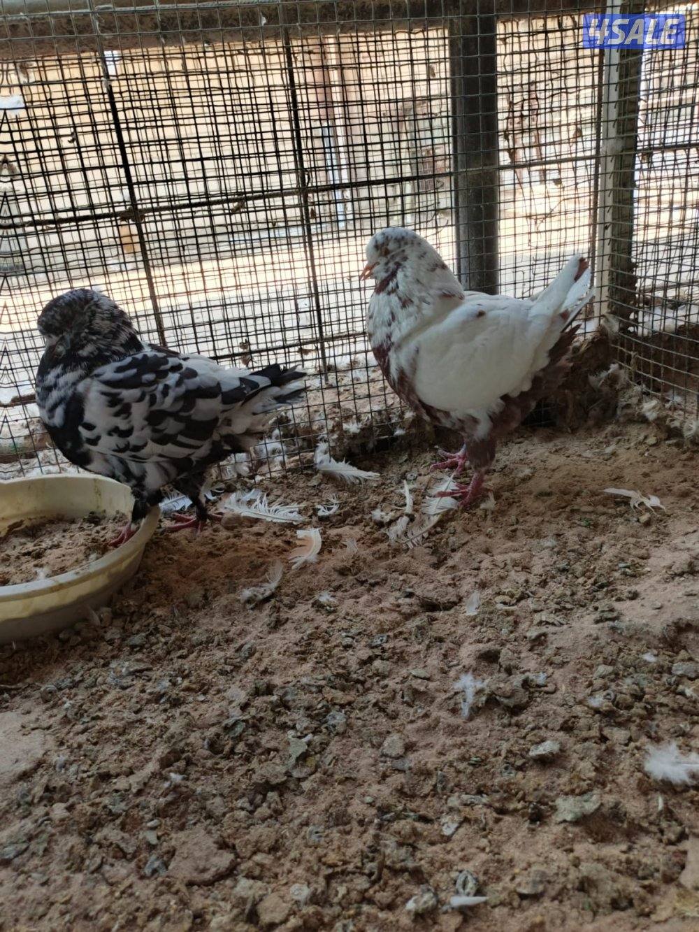 اللي يبي ازواج كنج10