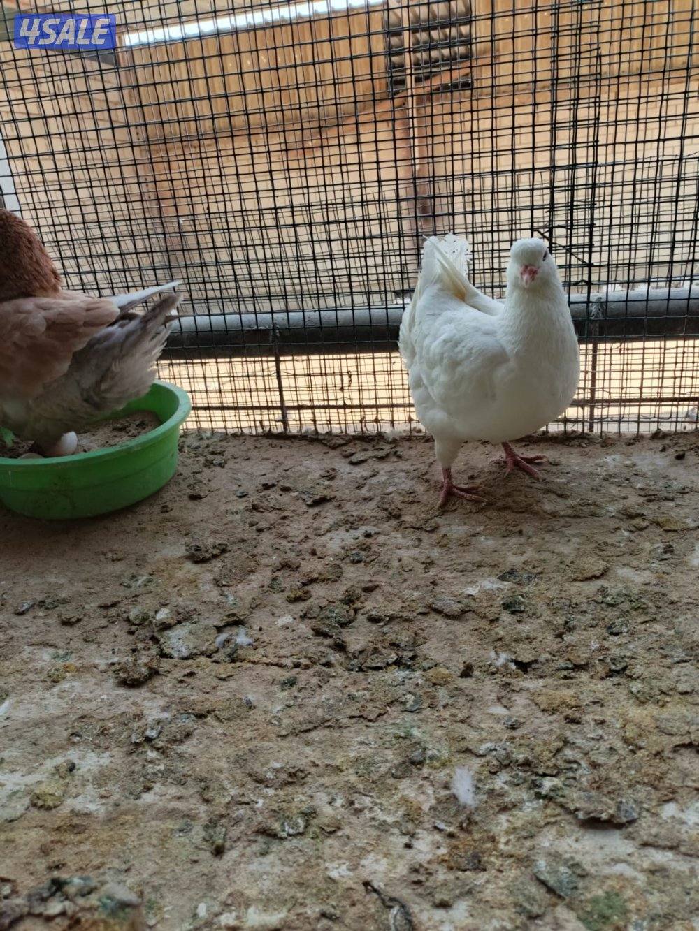 اللي يبي ازواج كنج11