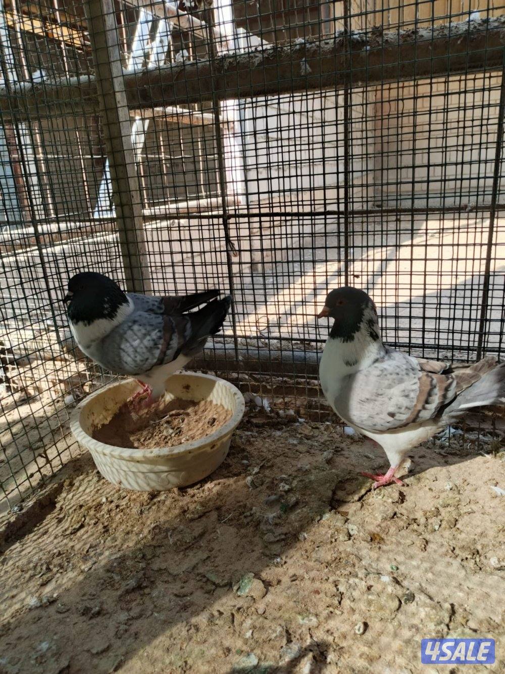 اللي يبي ازواج كنج13