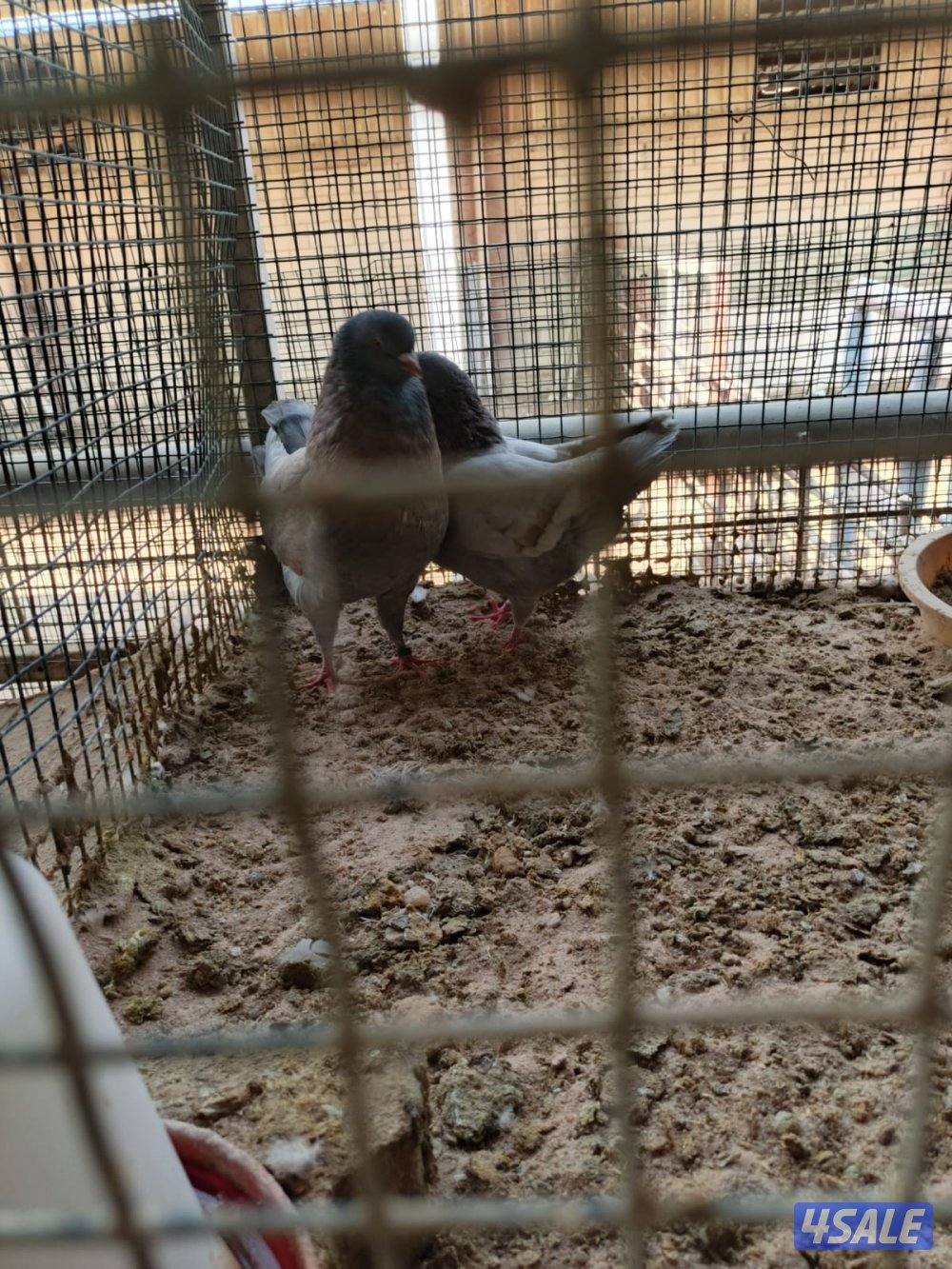 اللي يبي ازواج كنج12