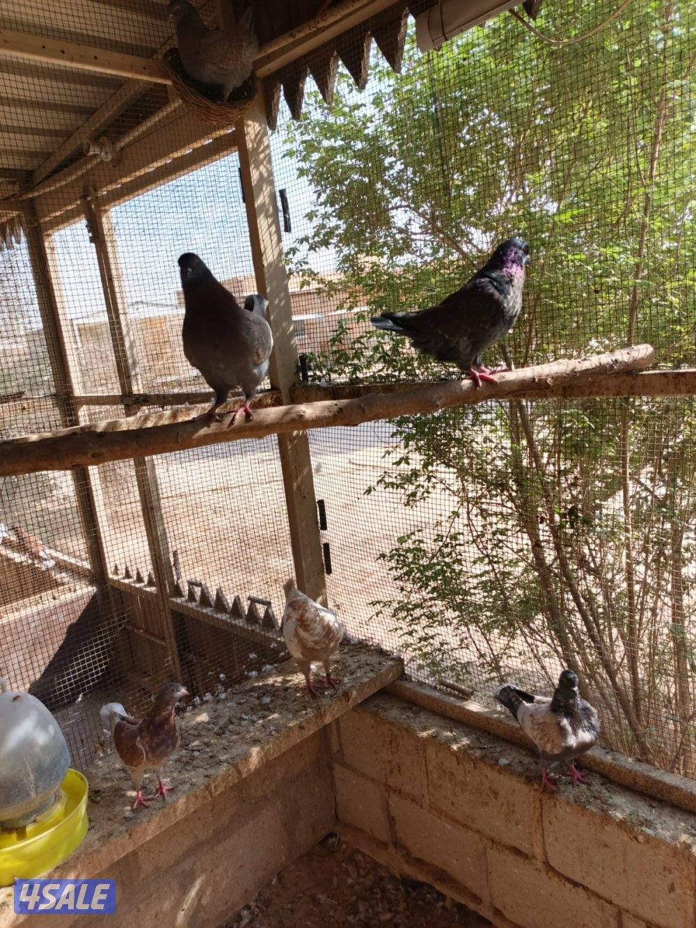 اللي يبي ازواج كنج14