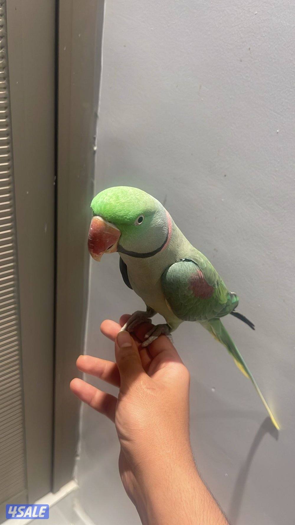 طير بيبي متوه درة1