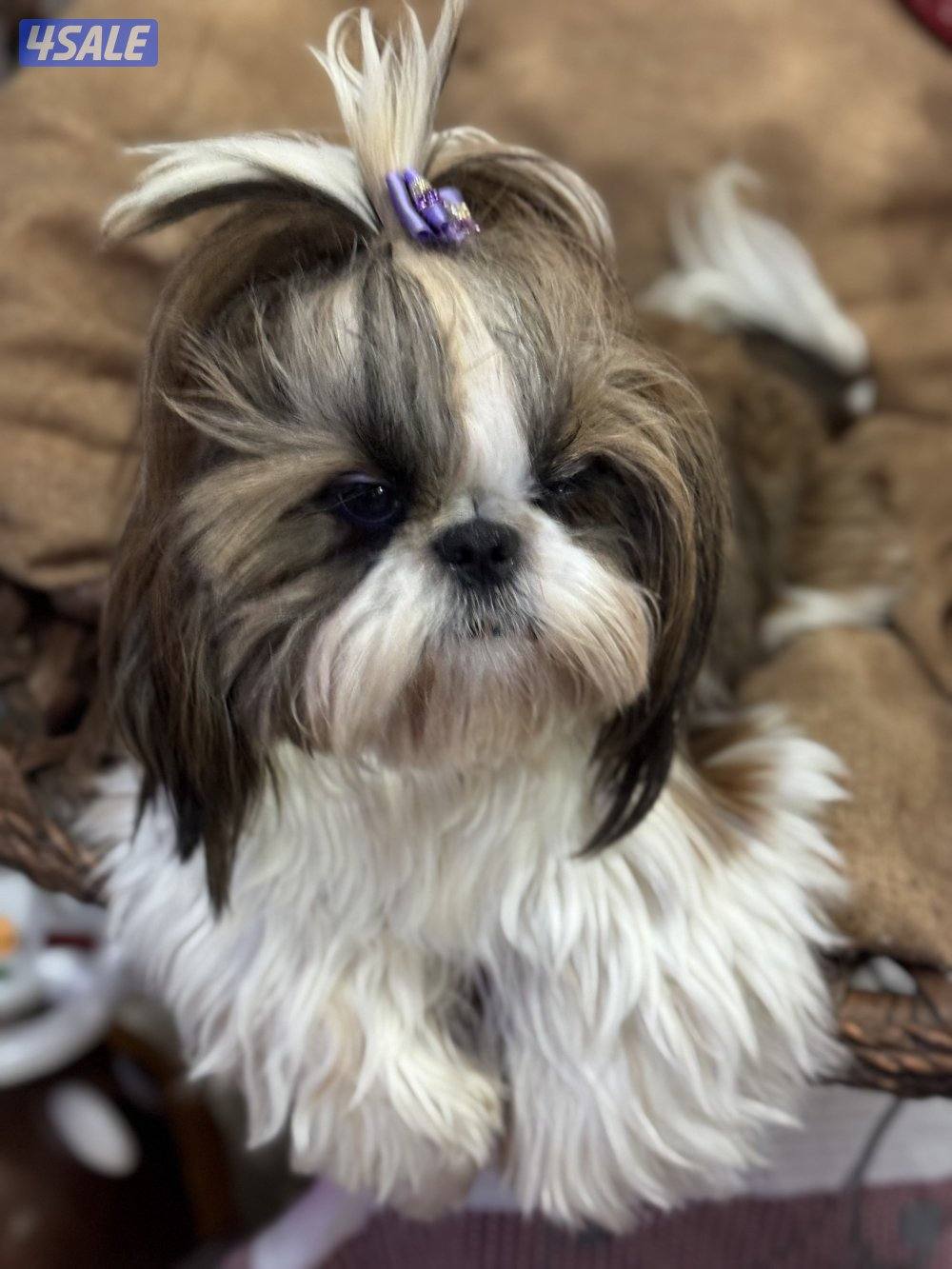 مطلوب ذكر شيتزو بيور لتزاوج0