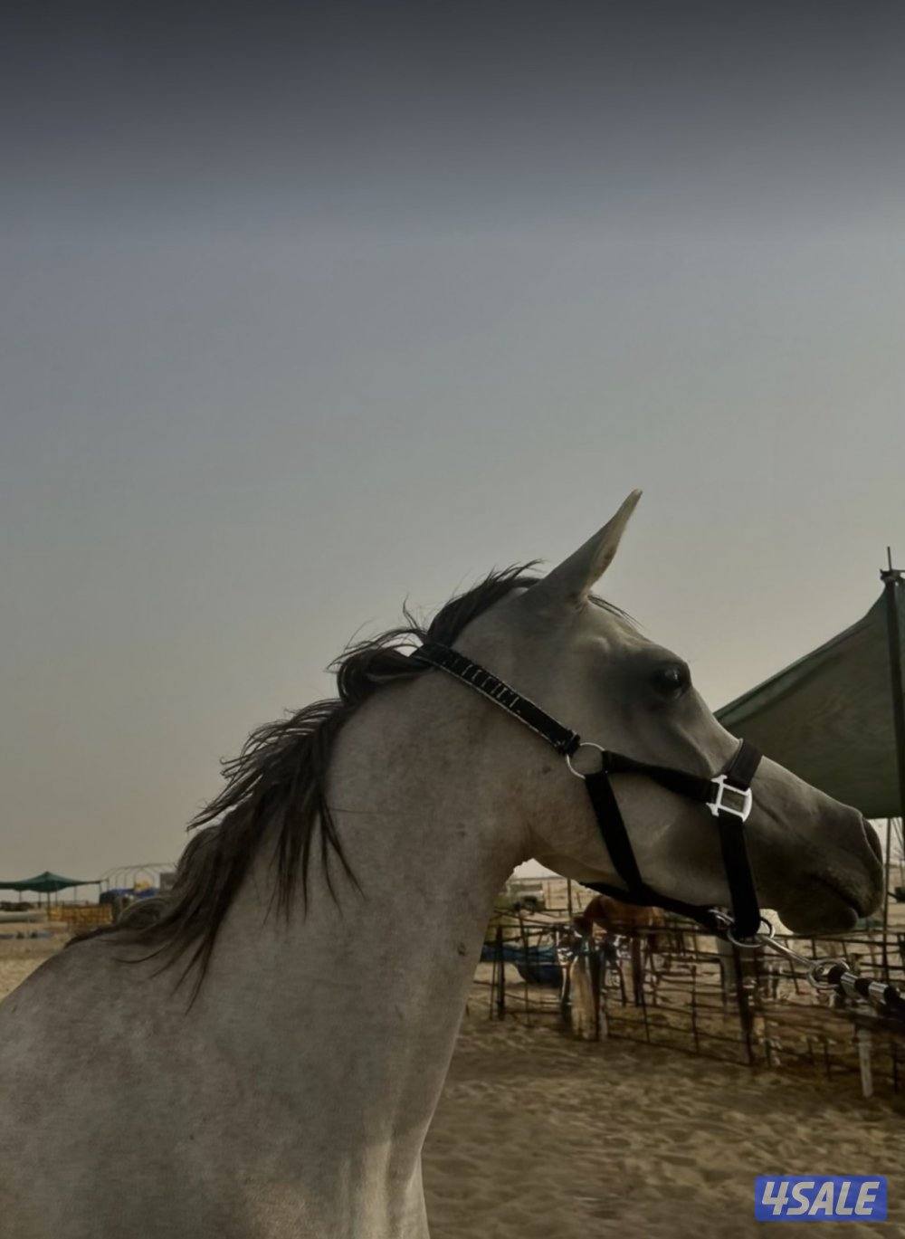 للبيع فرس مصريه العمر 3 سنين و 9 شهور غير معسوفه0