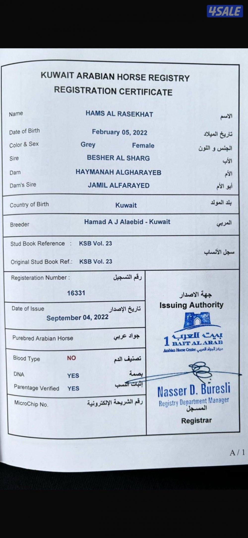 للبيع فرس مصريه العمر 3 سنين و 9 شهور غير معسوفه1