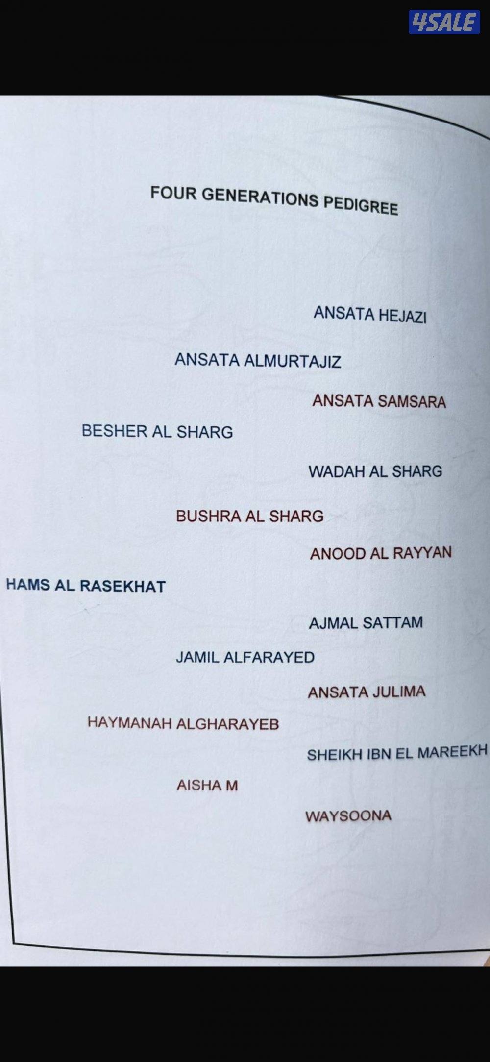 للبيع فرس مصريه العمر 3 سنين و 9 شهور غير معسوفه2