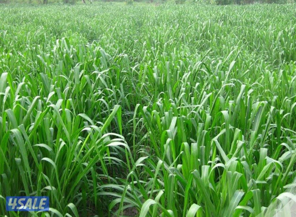 مطلوب بونيكام بالوفره او العبدلي0