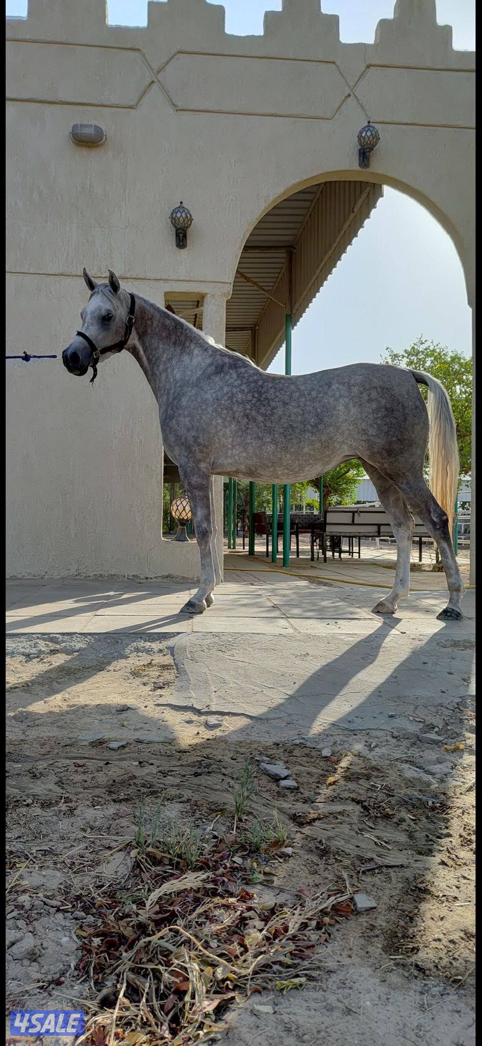 فرس مصريه فاخره تولد بعد شهر إن شاء الله0