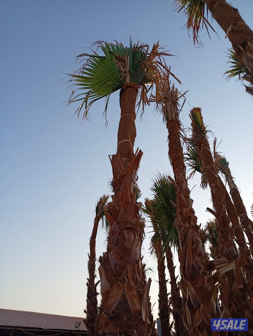 للبيع نخل واشنطونيا وللبيع سماد بقري بسعر مناسب0