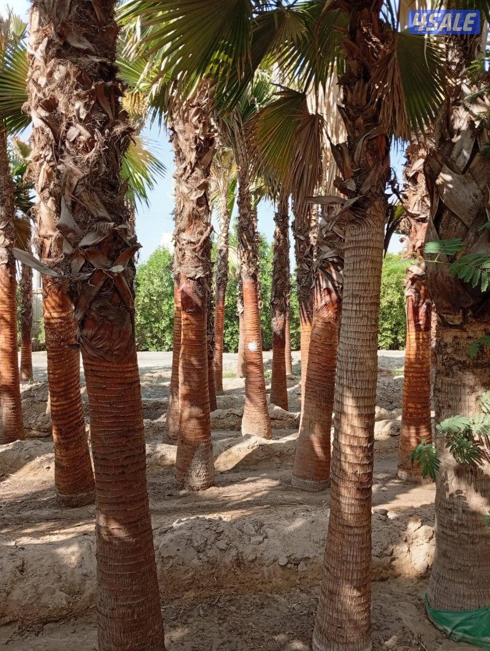 للبيع نخل واشنطونيا وللبيع سماد بقري بسعر مناسب1