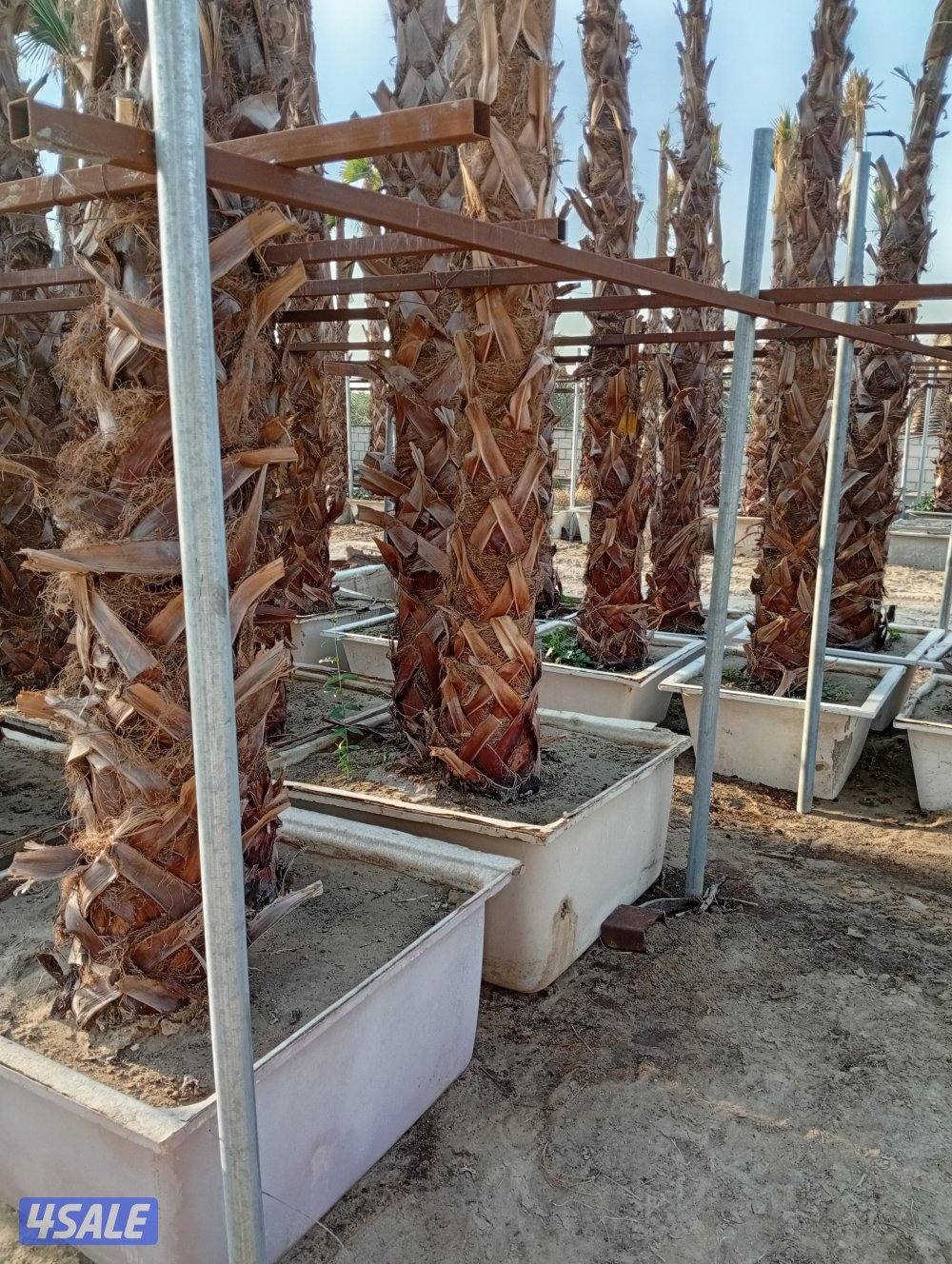 للبيع نخل واشنطونيا وللبيع سماد بقري بسعر مناسب2