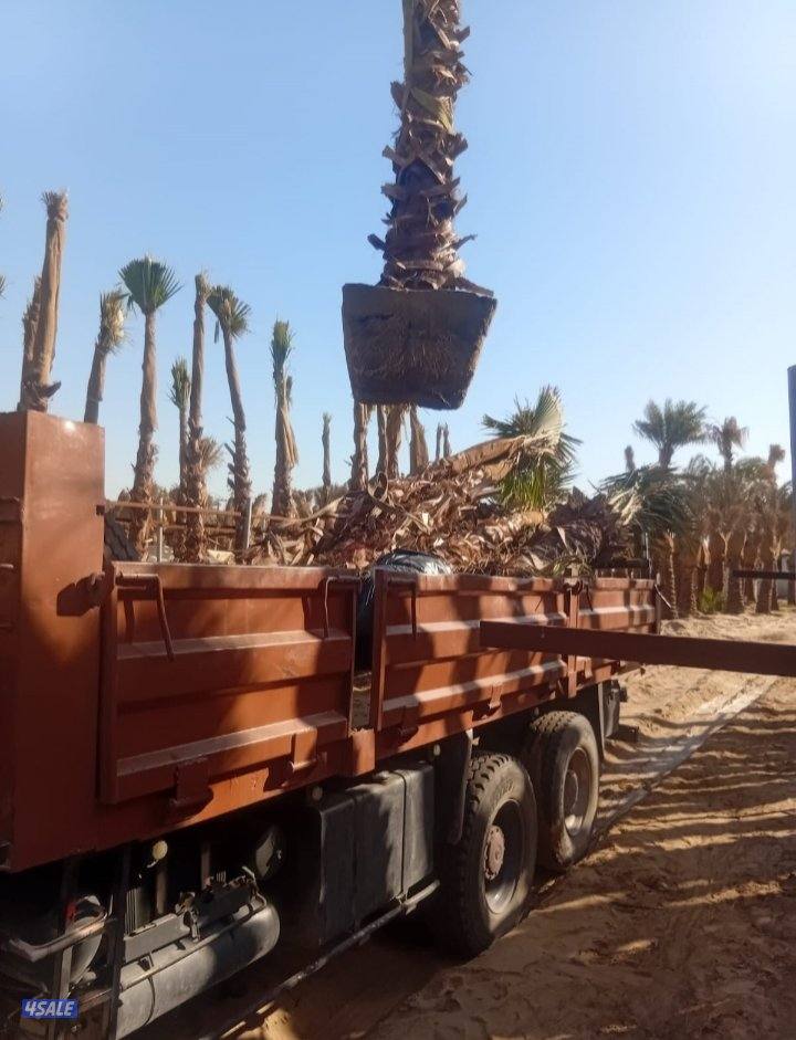 للبيع نخل واشنطونيا وللبيع سماد بقري بسعر مناسب4