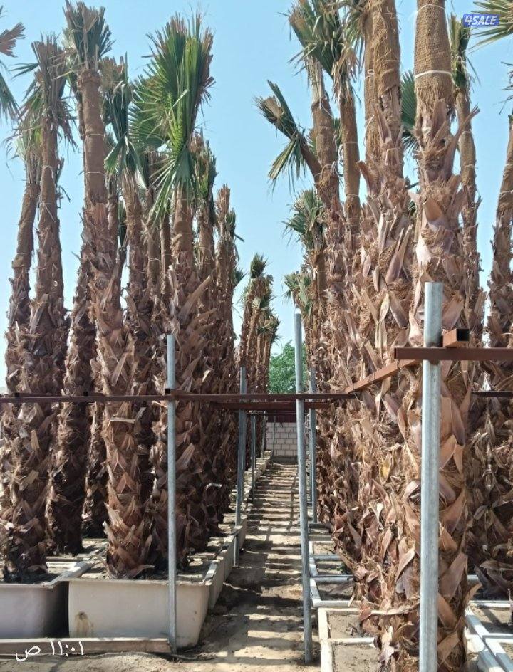 للبيع نخل واشنطونيا وللبيع سماد بقري بسعر مناسب3