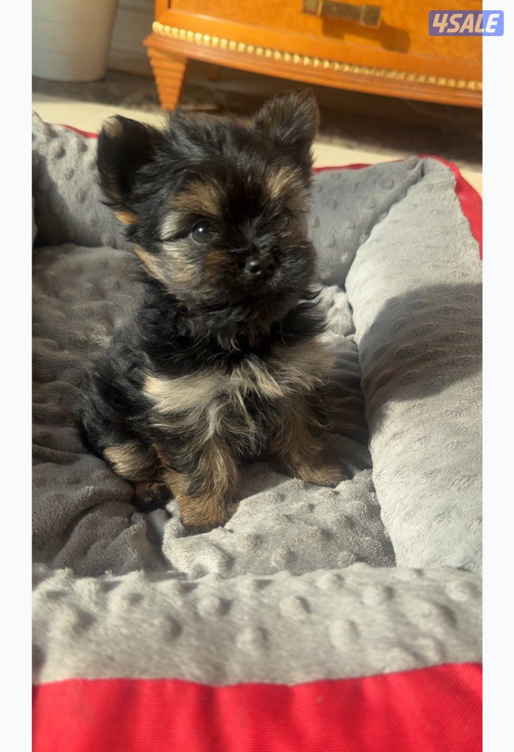 للبيع كلب نوعه يوركشاير تي كب انثى العمر: شهرين ماتكبر الحجم صغير0