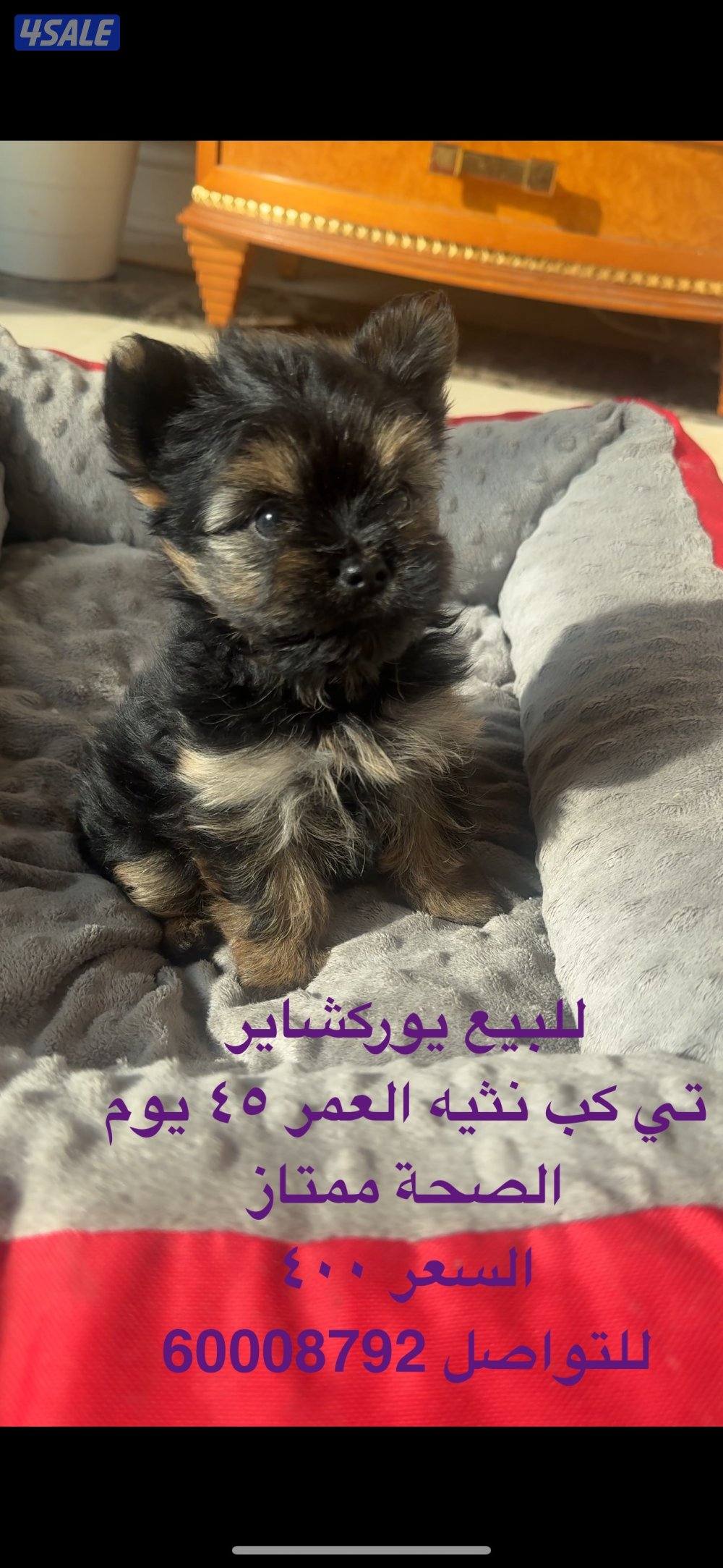 للبيع كلب نوعه يوركشاير تي كب انثى العمر: شهرين ماتكبر الحجم صغير1