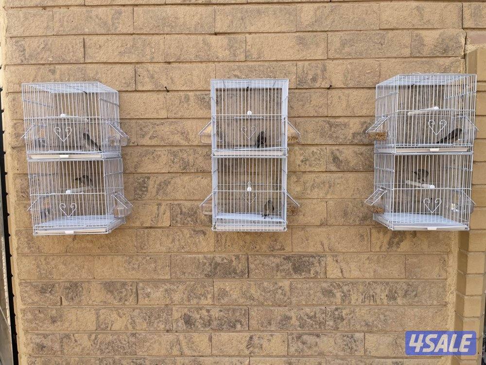 ياسمين طائفي شرط التغريد0