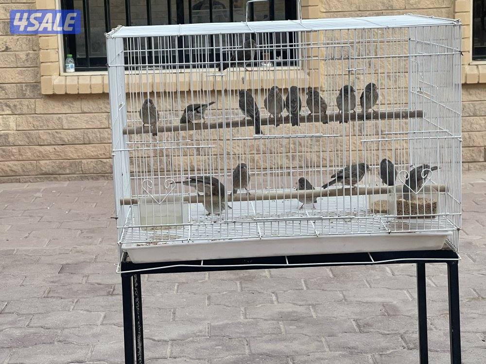 ياسمين طائفي شرط التغريد1