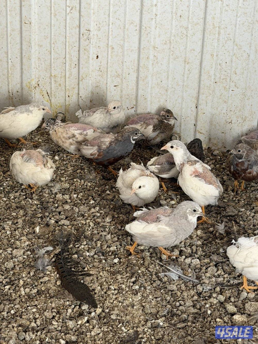 فري صيني بياض0