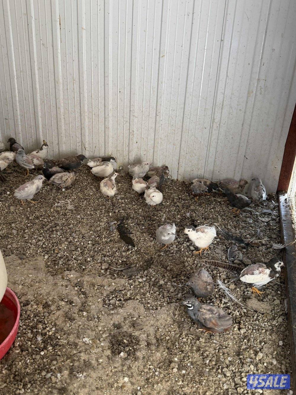 فري صيني بياض1