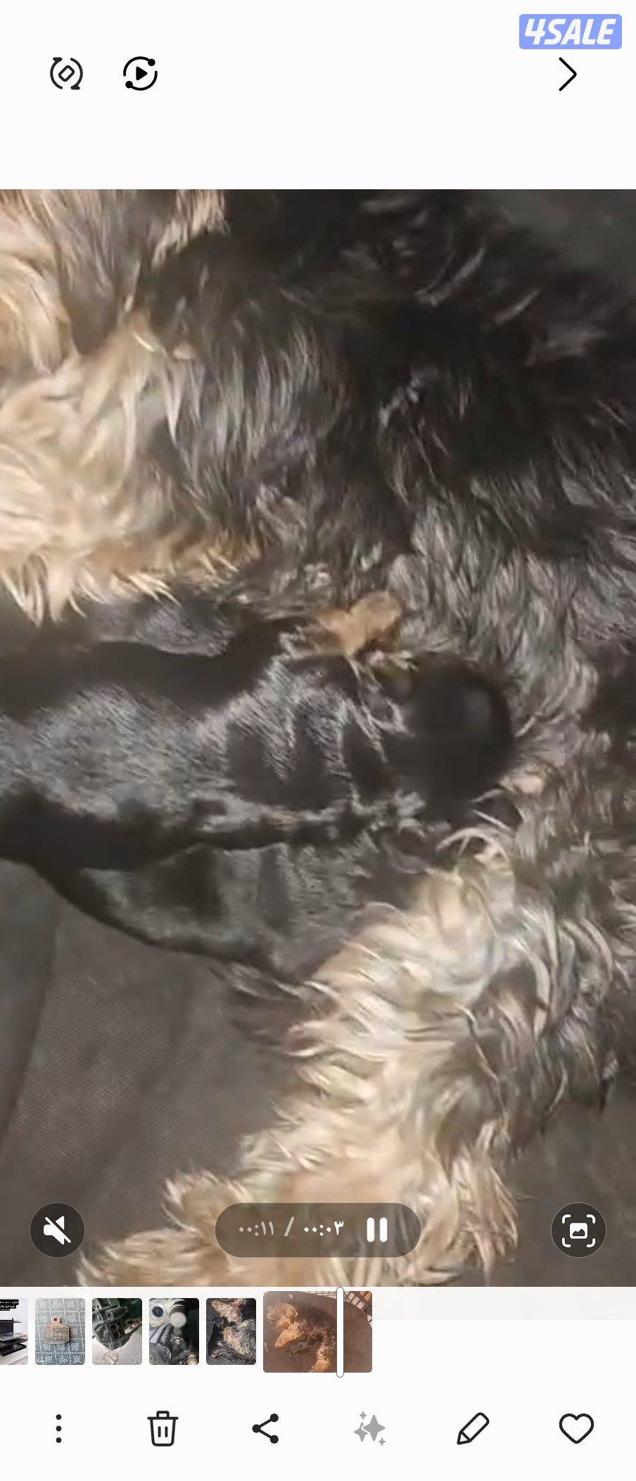 للبيع يورك شاير العمر اسبوع النوع ذكر1