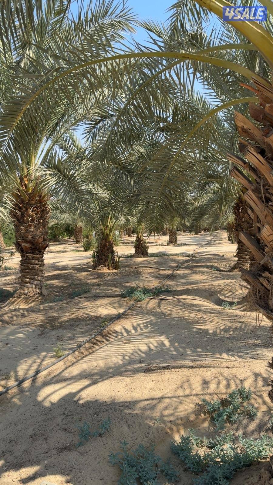 مزرعه في محافظه النعيريه (مليجه)12