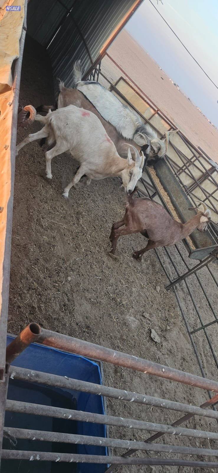 المطلاع كيلو 152