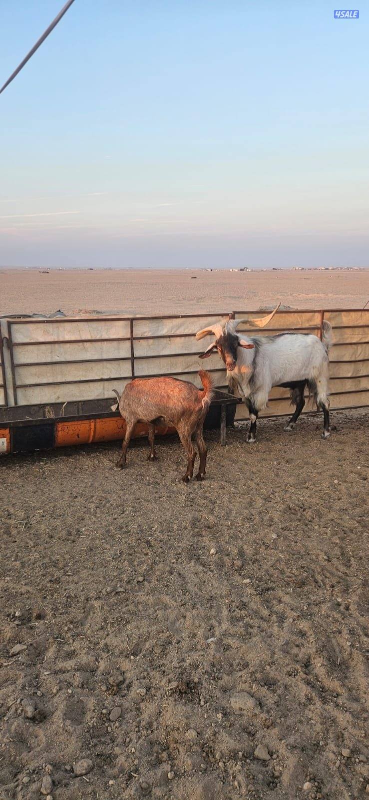 المطلاع كيلو 153