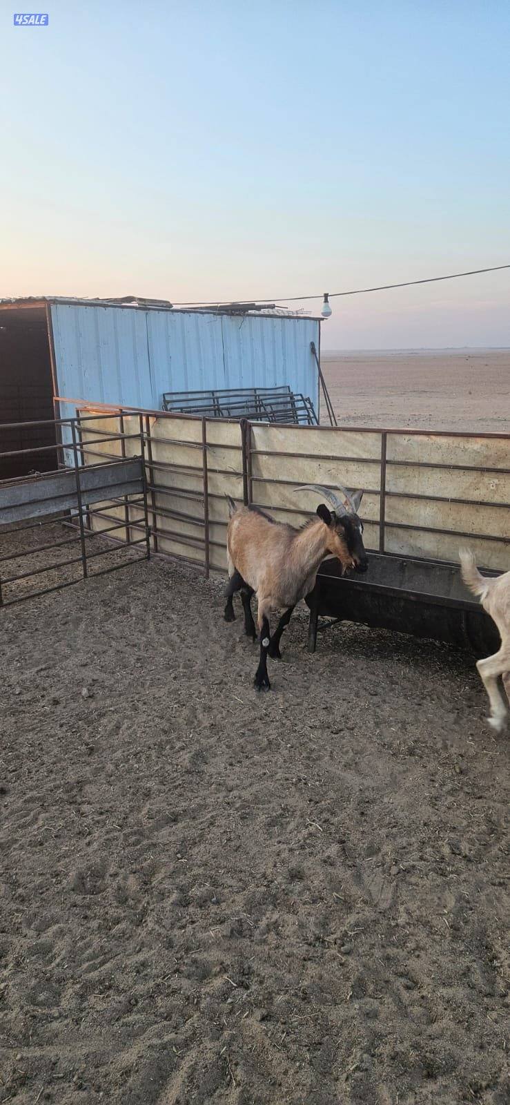 المطلاع كيلو 154