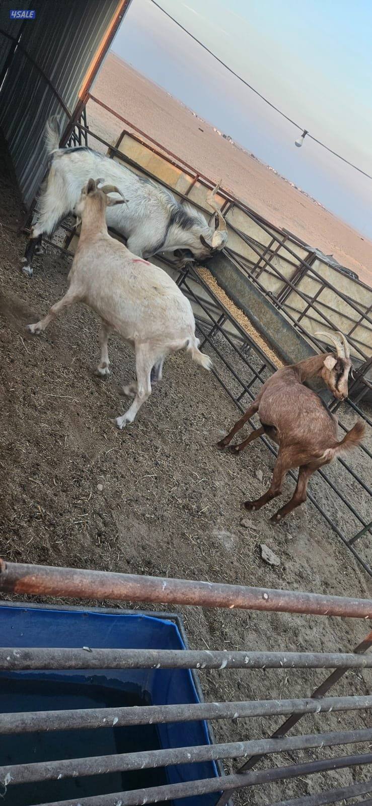 المطلاع كيلو 155