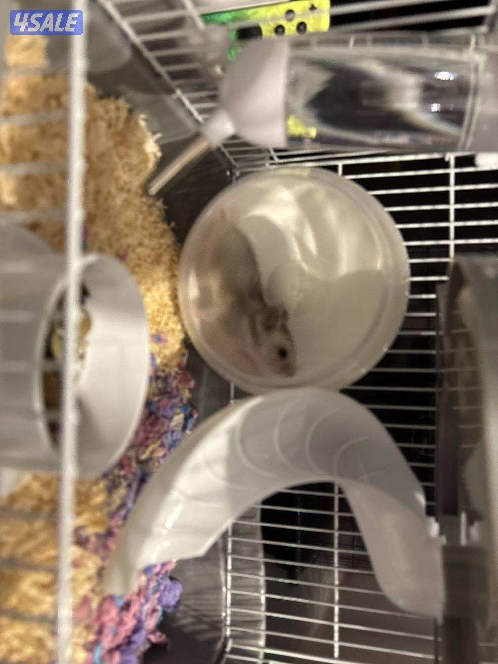 هامستر زوجين مع القفص و نشارة خشب و اكل جديد1