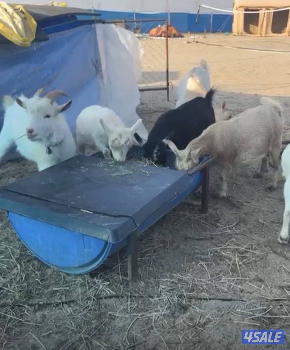 مراح جيكي أمريكي 🇺🇸5