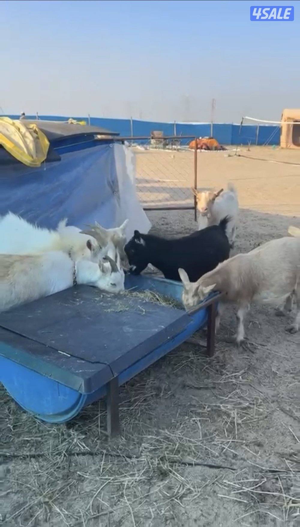 مراح جيكي أمريكي 🇺🇸6