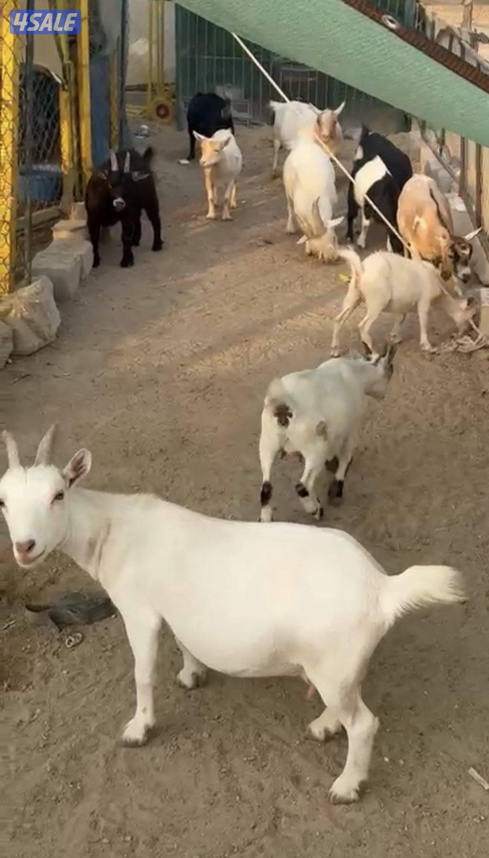 مراح جيكي أمريكي 🇺🇸2